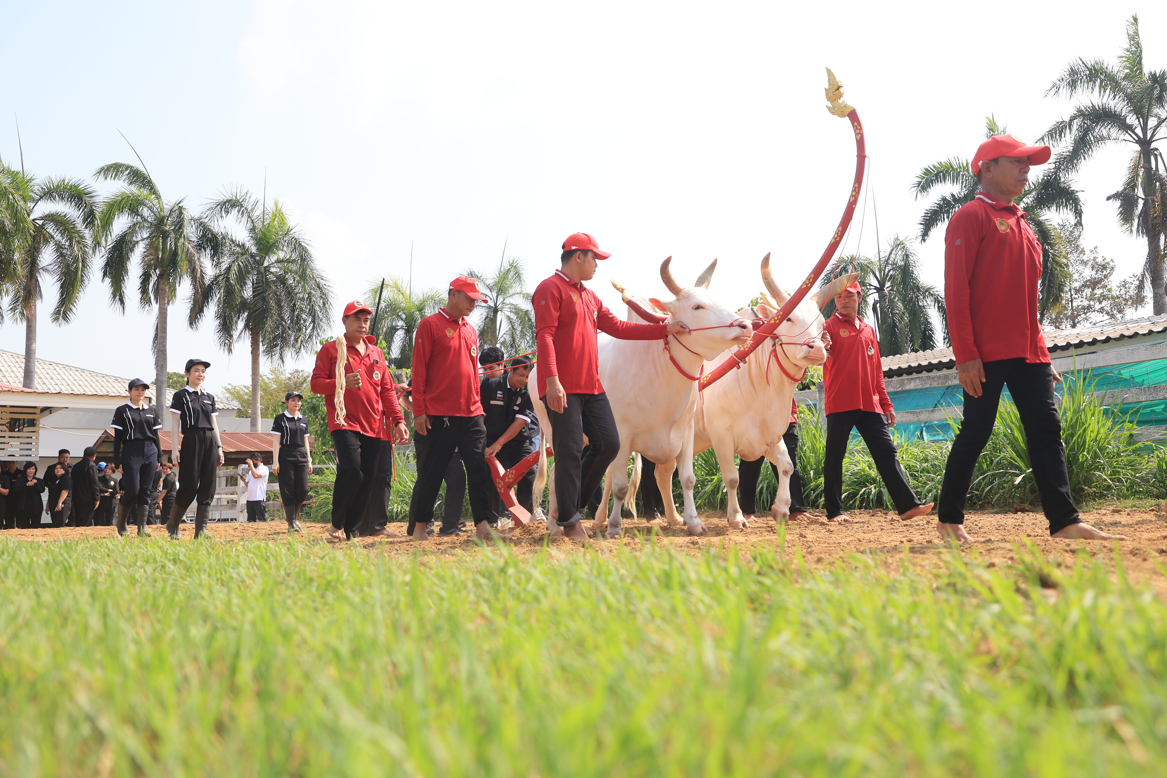 title - ส.ป.ก. เข้าร่วมการตรวจเยี่ยมการจัดเตรียมพระโค ในงานพระราชพิธีพืชมงคลจรดพระนังคัลแรกนาขวัญ ประจำปี 2569